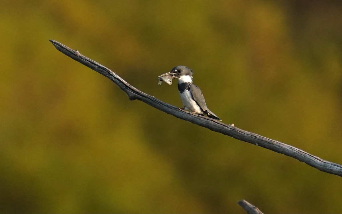 Belted Kingfisher - ML643754774