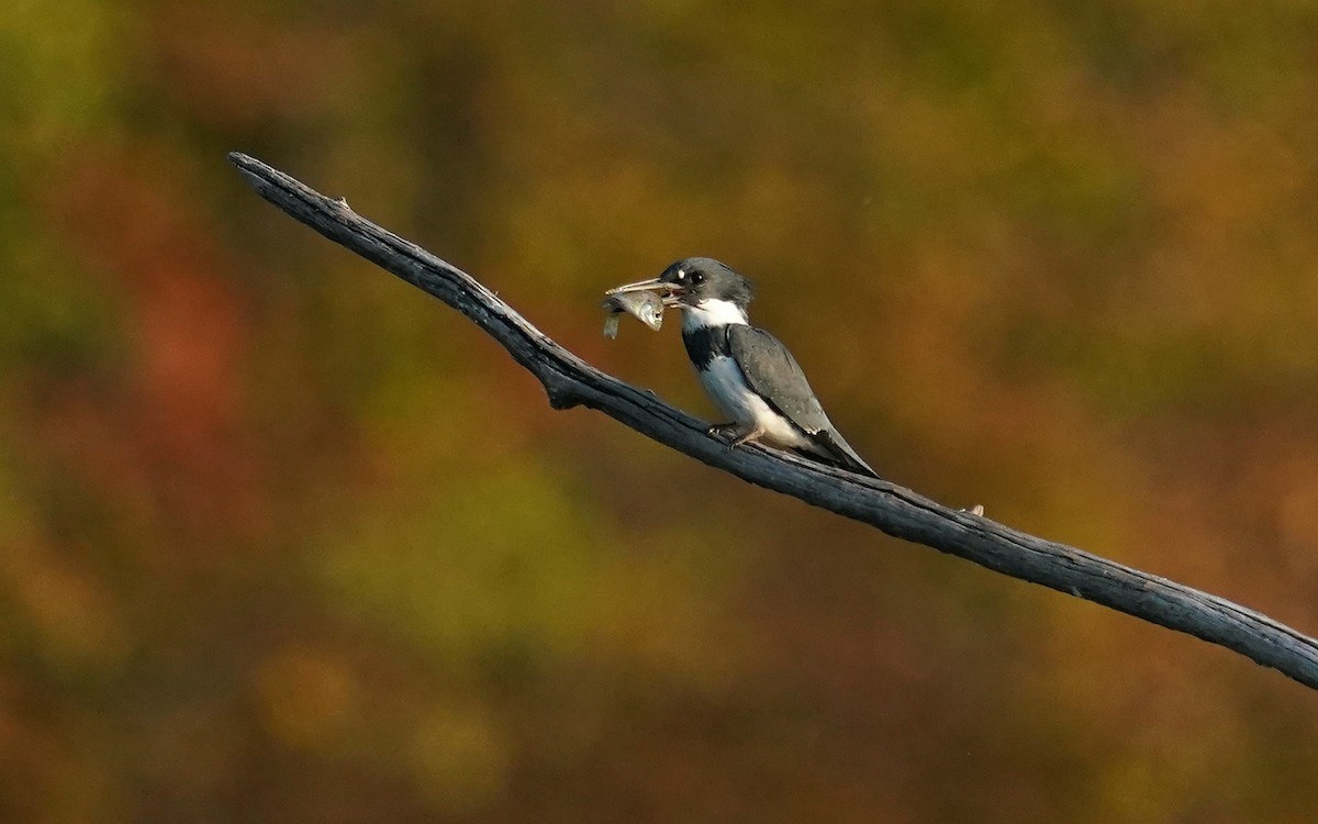 Belted Kingfisher - ML643754779