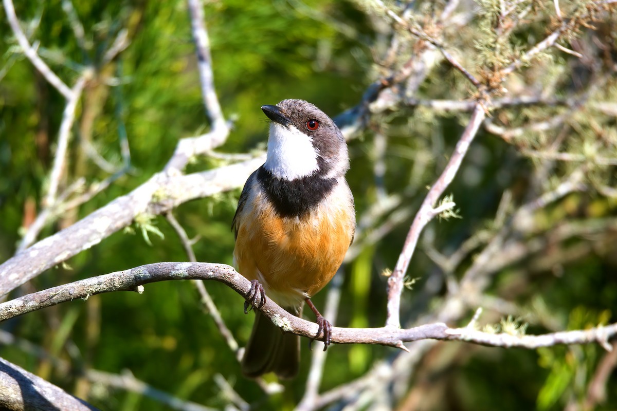 Rufous Whistler - ML643754788