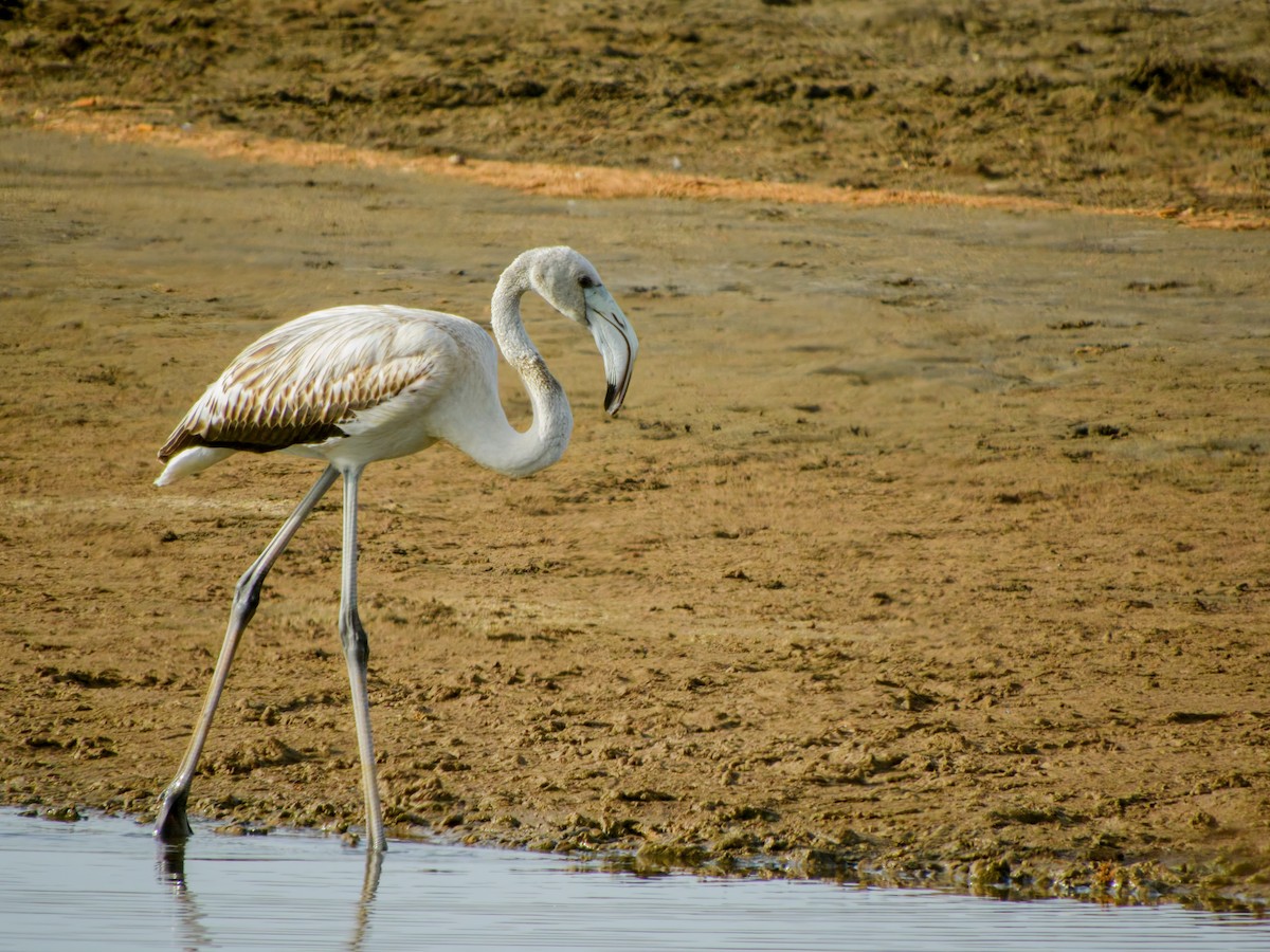 Greater Flamingo - ML643754804
