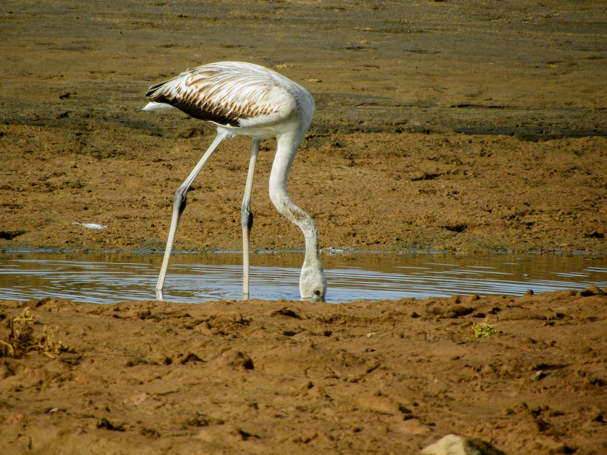 Greater Flamingo - ML643754815