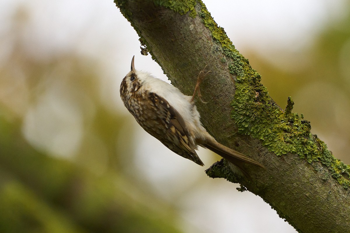 šoupálek dlouhoprstý - ML643754823