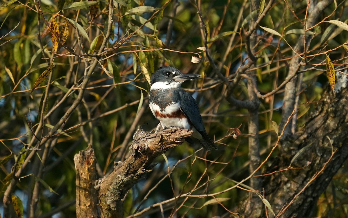 Belted Kingfisher - ML643754824