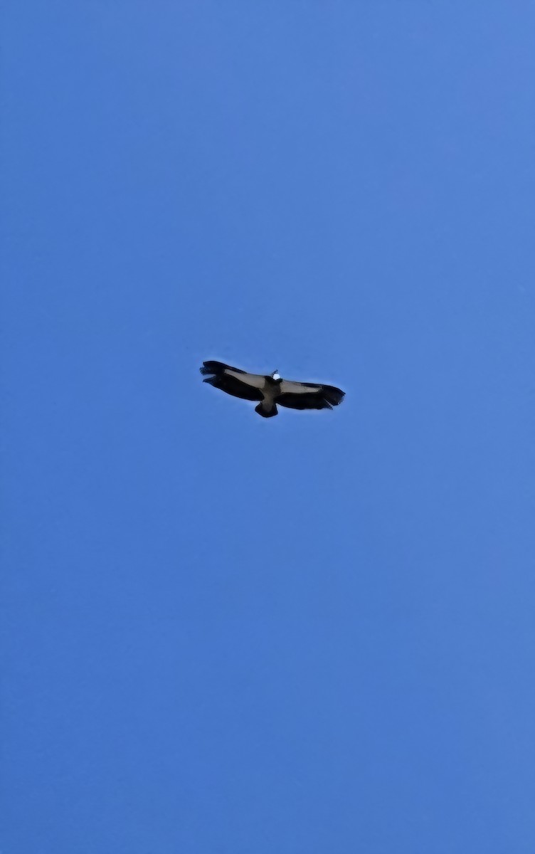 נשר הימלאיה - ML643754825