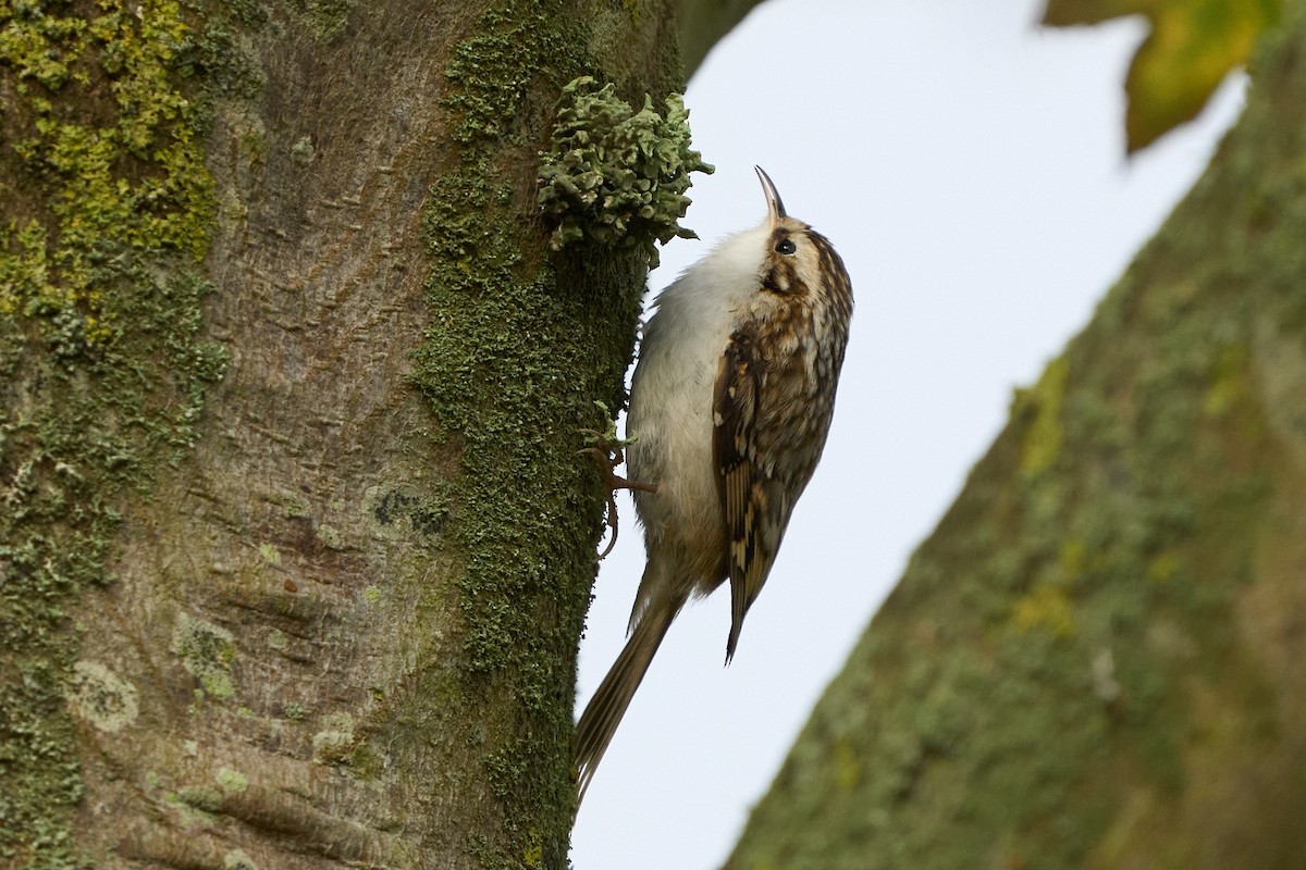 šoupálek dlouhoprstý - ML643754826