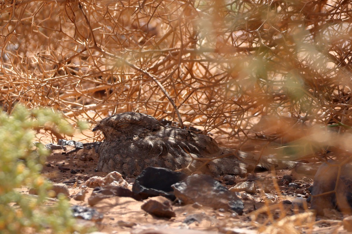 Egyptian Nightjar - ML643754841