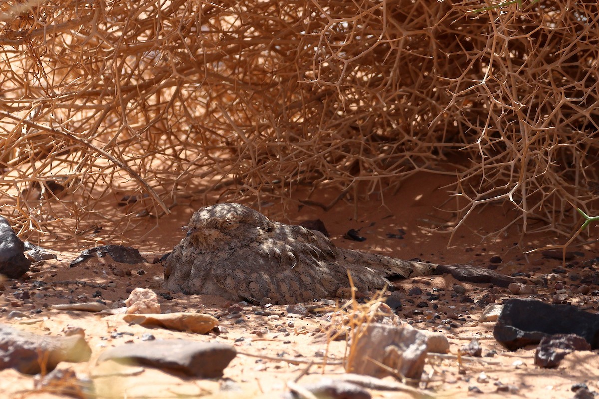 Egyptian Nightjar - ML643754842