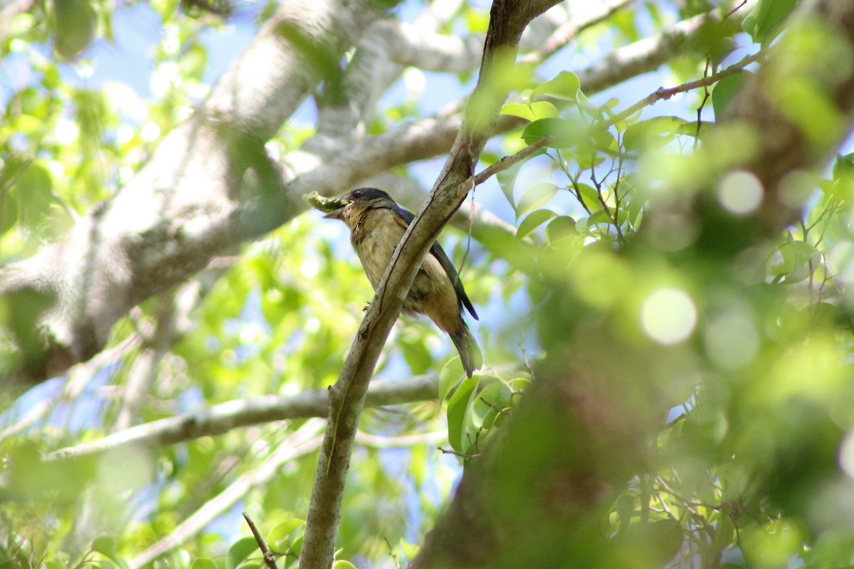 Crested Becard - ML643754854