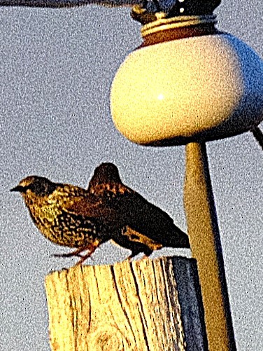 ホシムクドリ - ML643754855