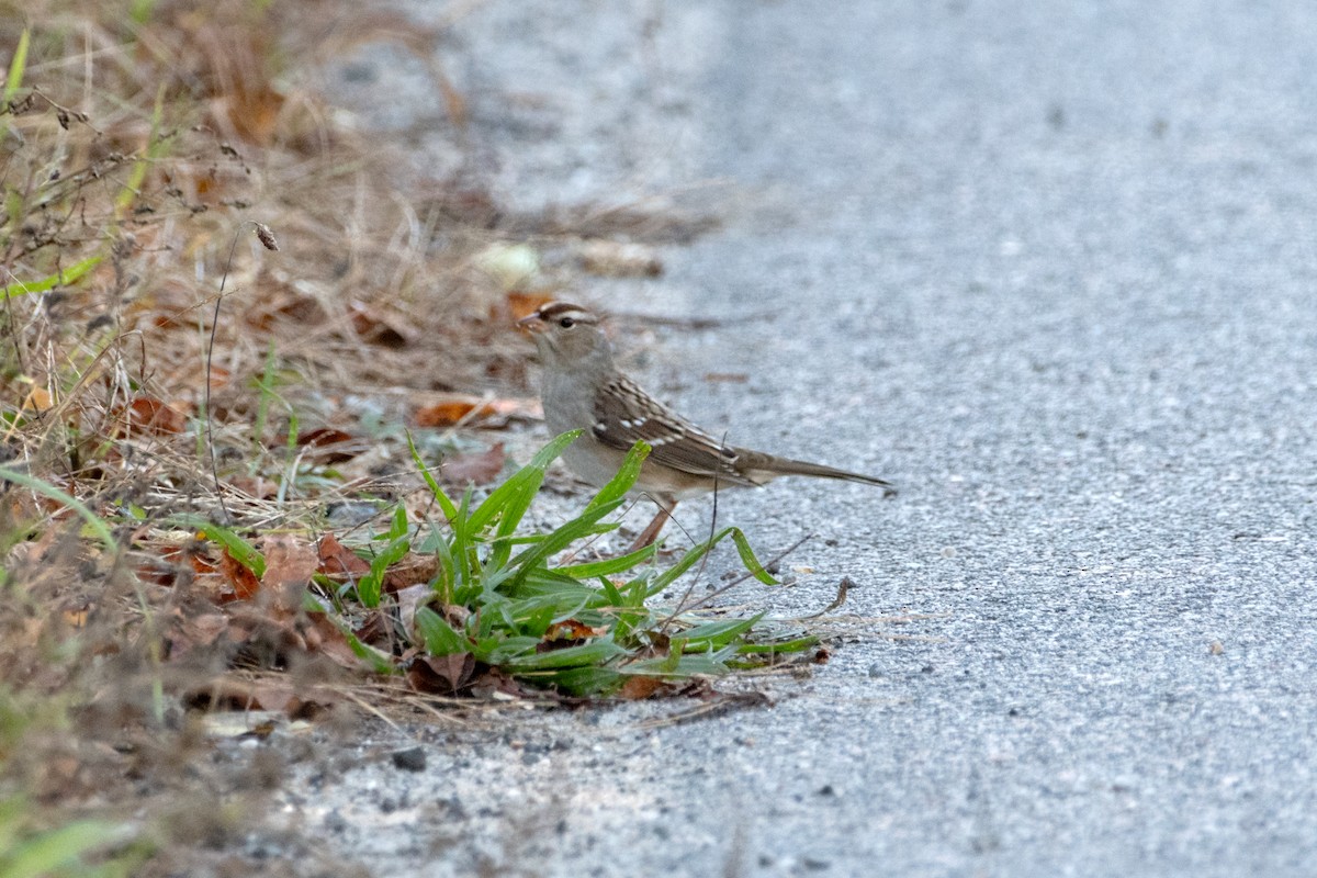 White-crowned Sparrow - ML643754861