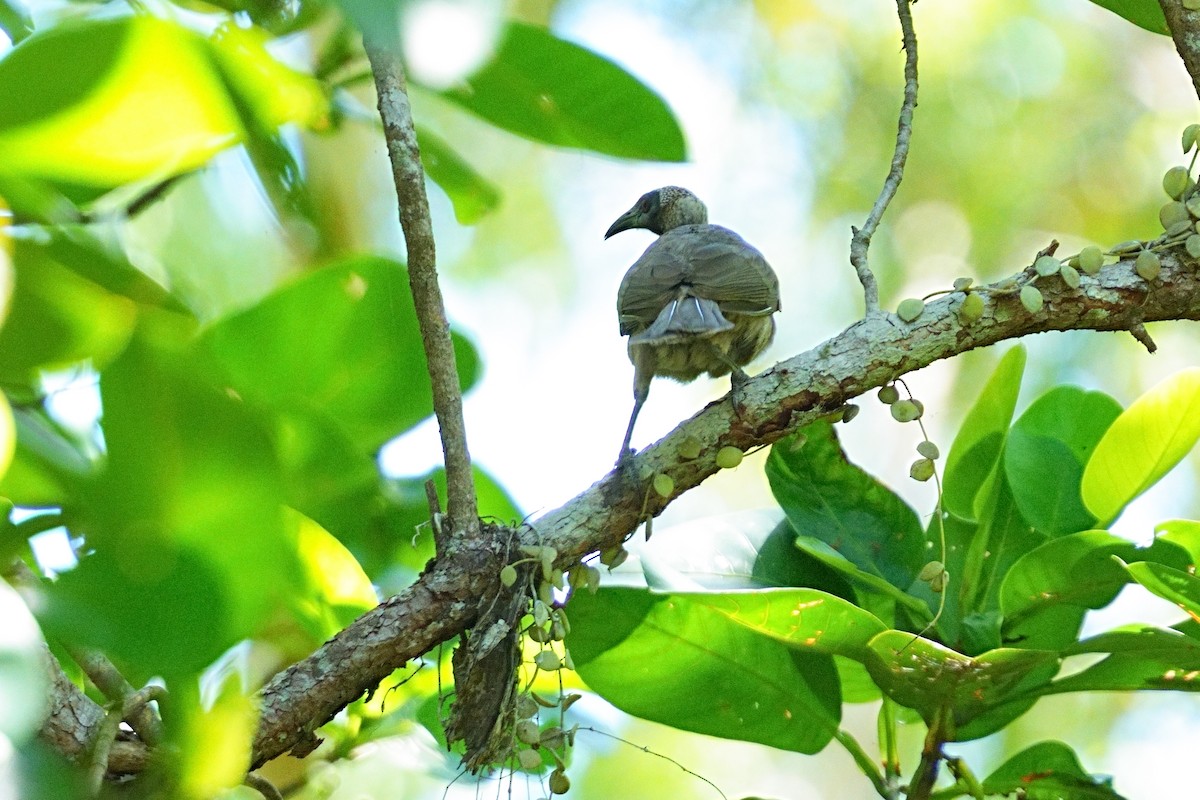 Helmeted Friarbird - ML643754863