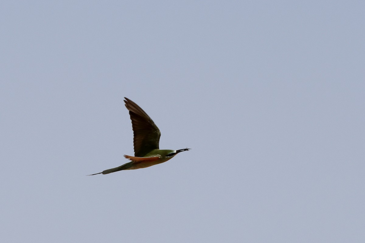 Blue-cheeked Bee-eater - ML643754864