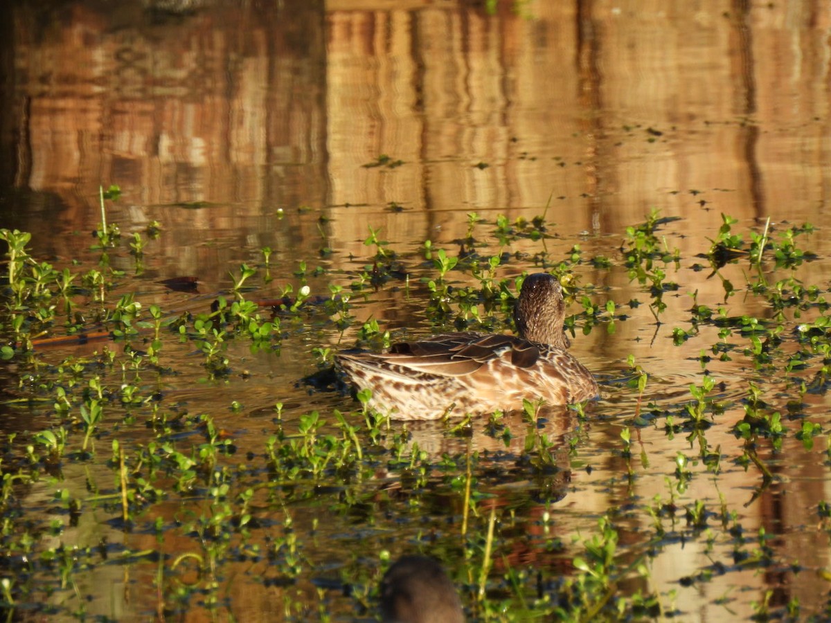 Blue-winged Teal - ML643754866