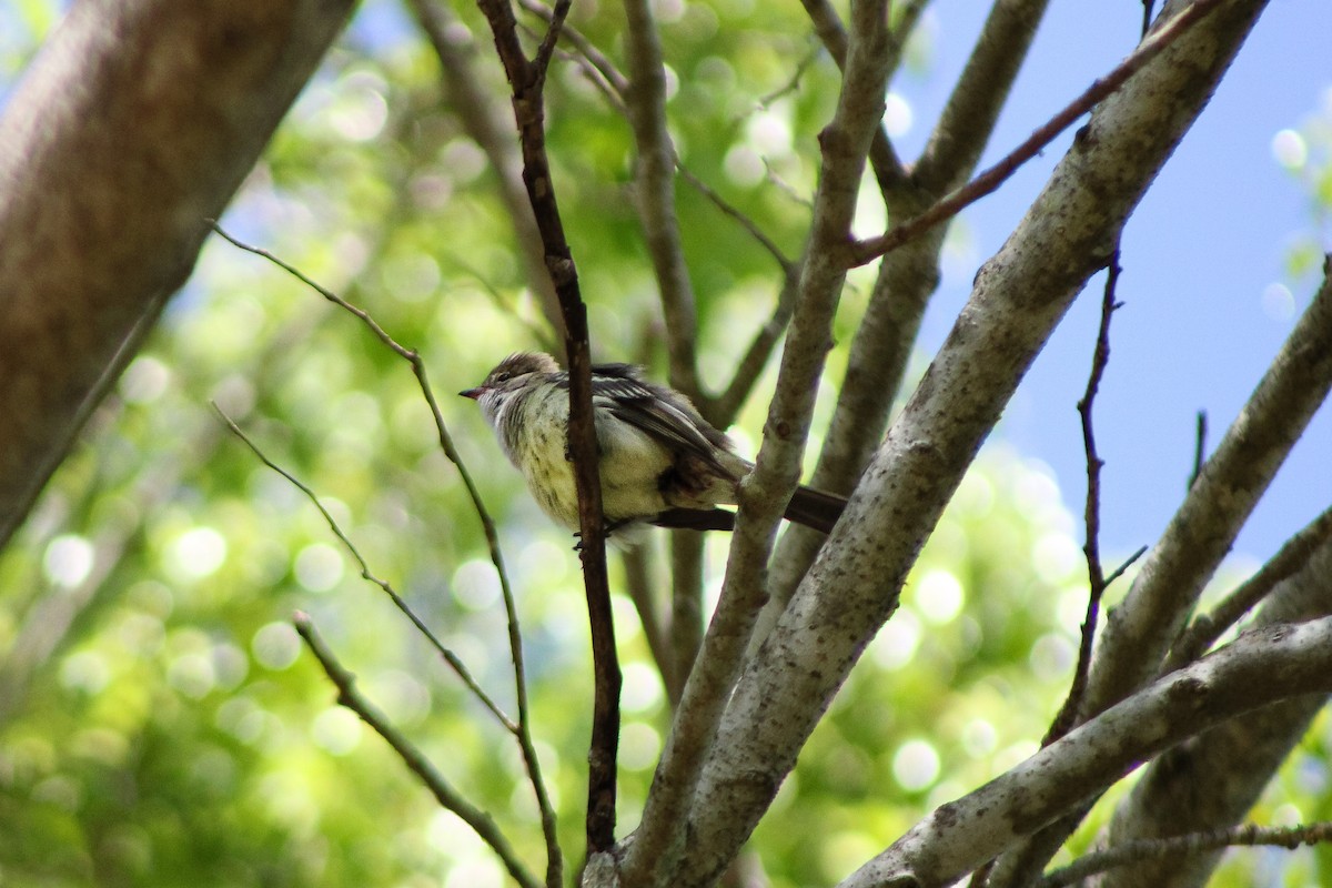 Large Elaenia - ML643754868