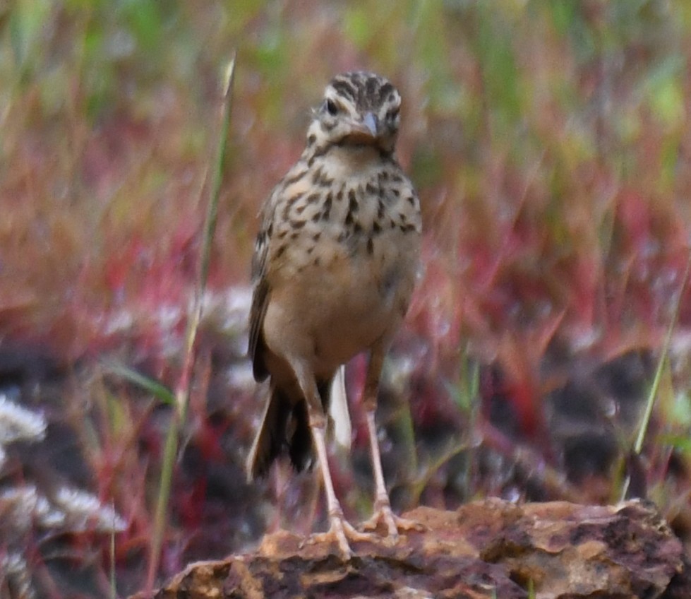pipit sp. - ML643754869