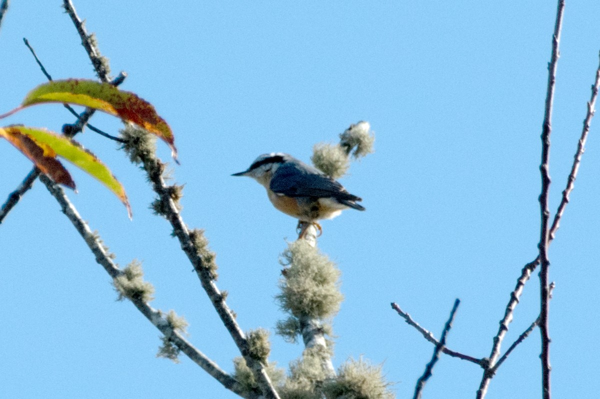 Red-breasted Nuthatch - ML643754870