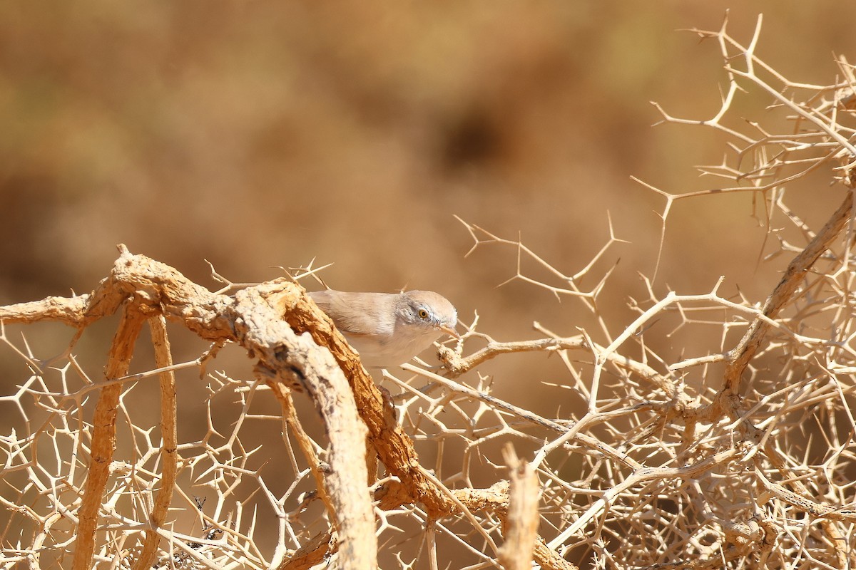 African Desert Warbler - ML643754871