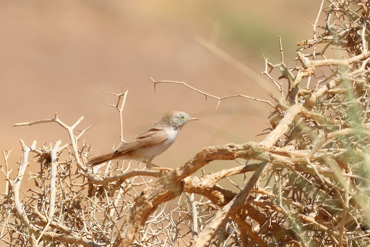 African Desert Warbler - ML643754872