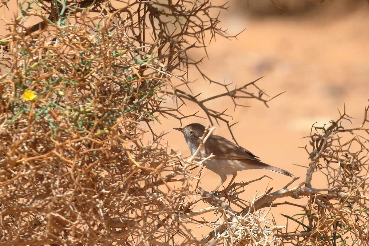 African Desert Warbler - ML643754873
