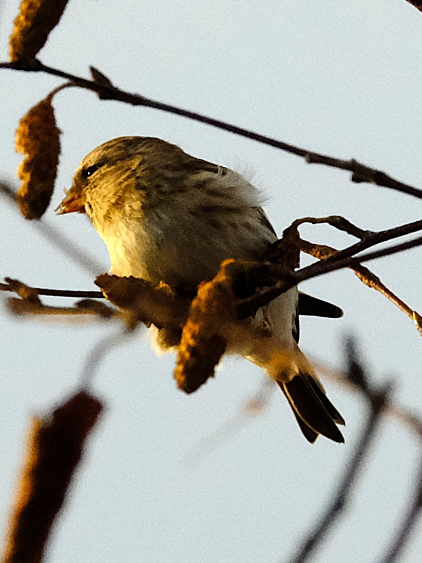 ベニヒワ - ML643754876