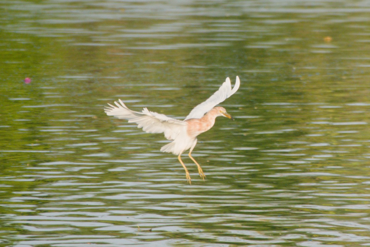 Javan Pond-Heron - ML643754877
