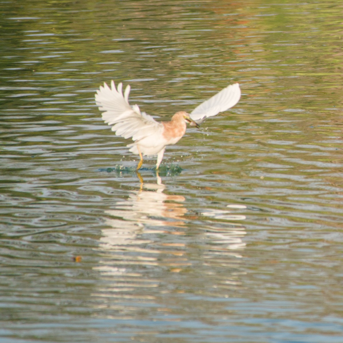 Javan Pond-Heron - ML643754878