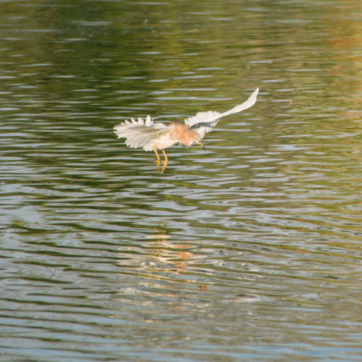 Javan Pond-Heron - ML643754879