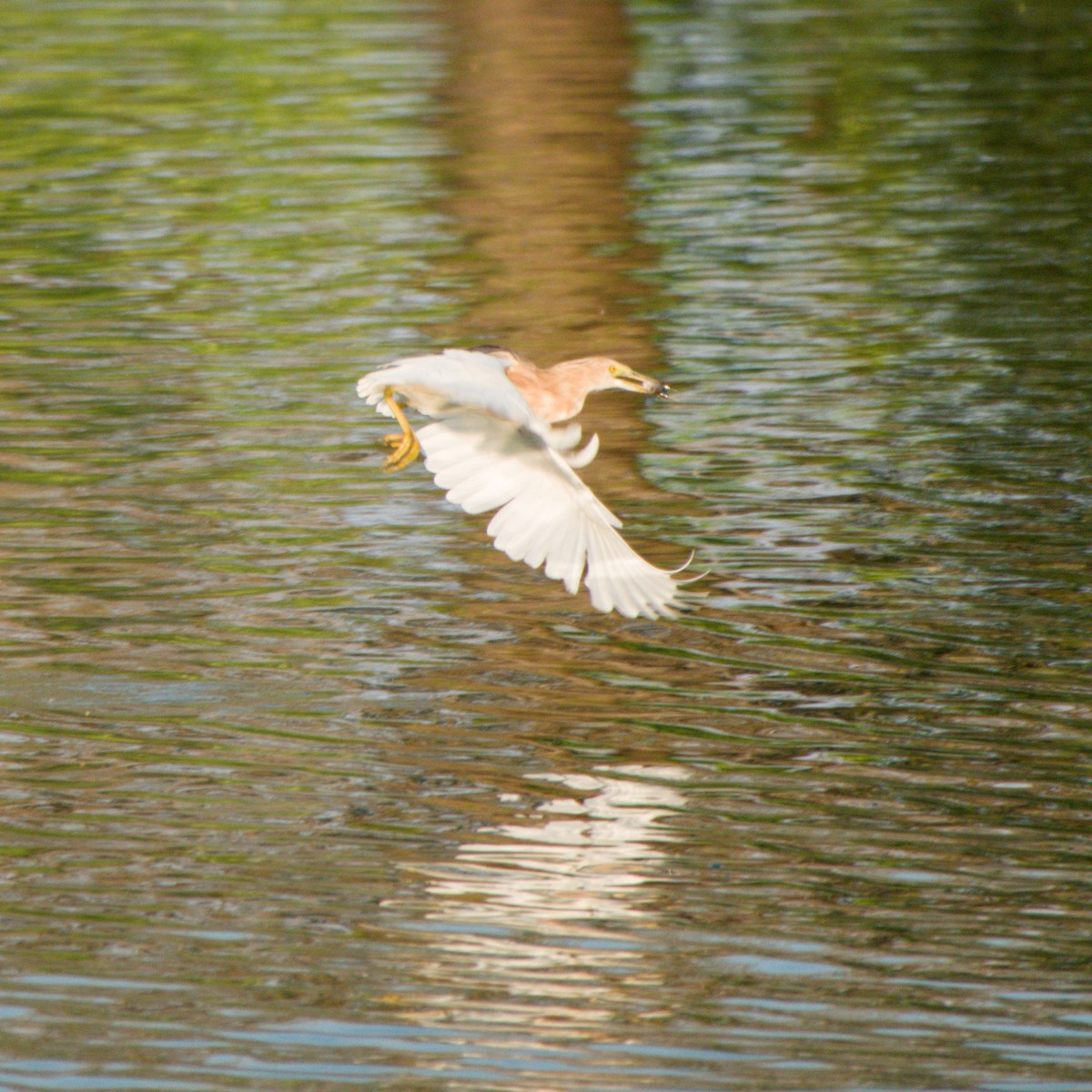 Javan Pond-Heron - ML643754880