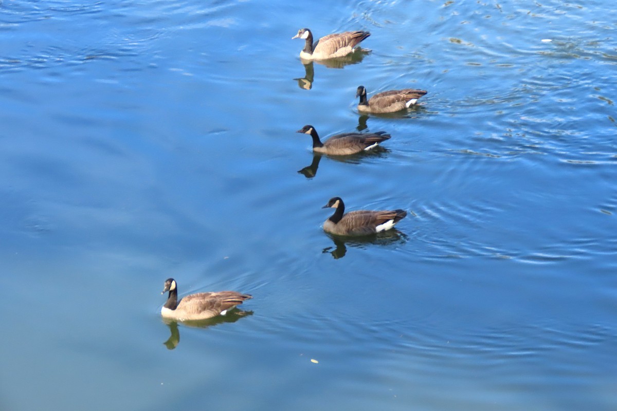 Canada Goose - ML643754882