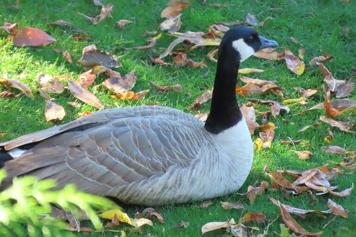 Canada Goose - ML643754883