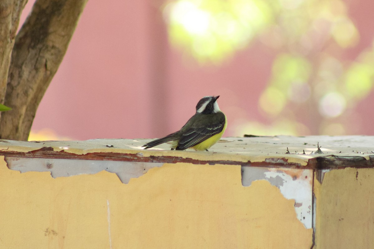 Social Flycatcher - ML643754884
