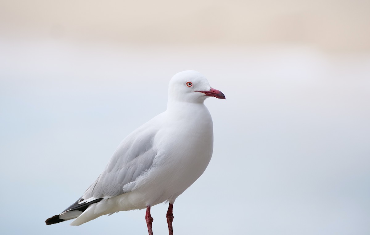 Silver Gull - ML643754885