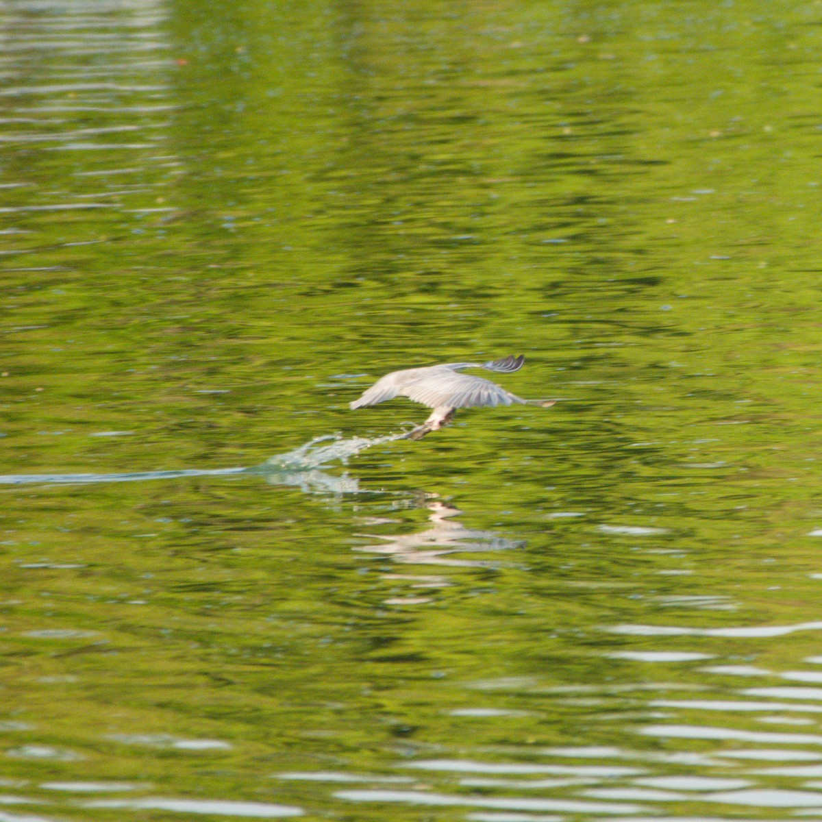 Whiskered Tern - ML643754888