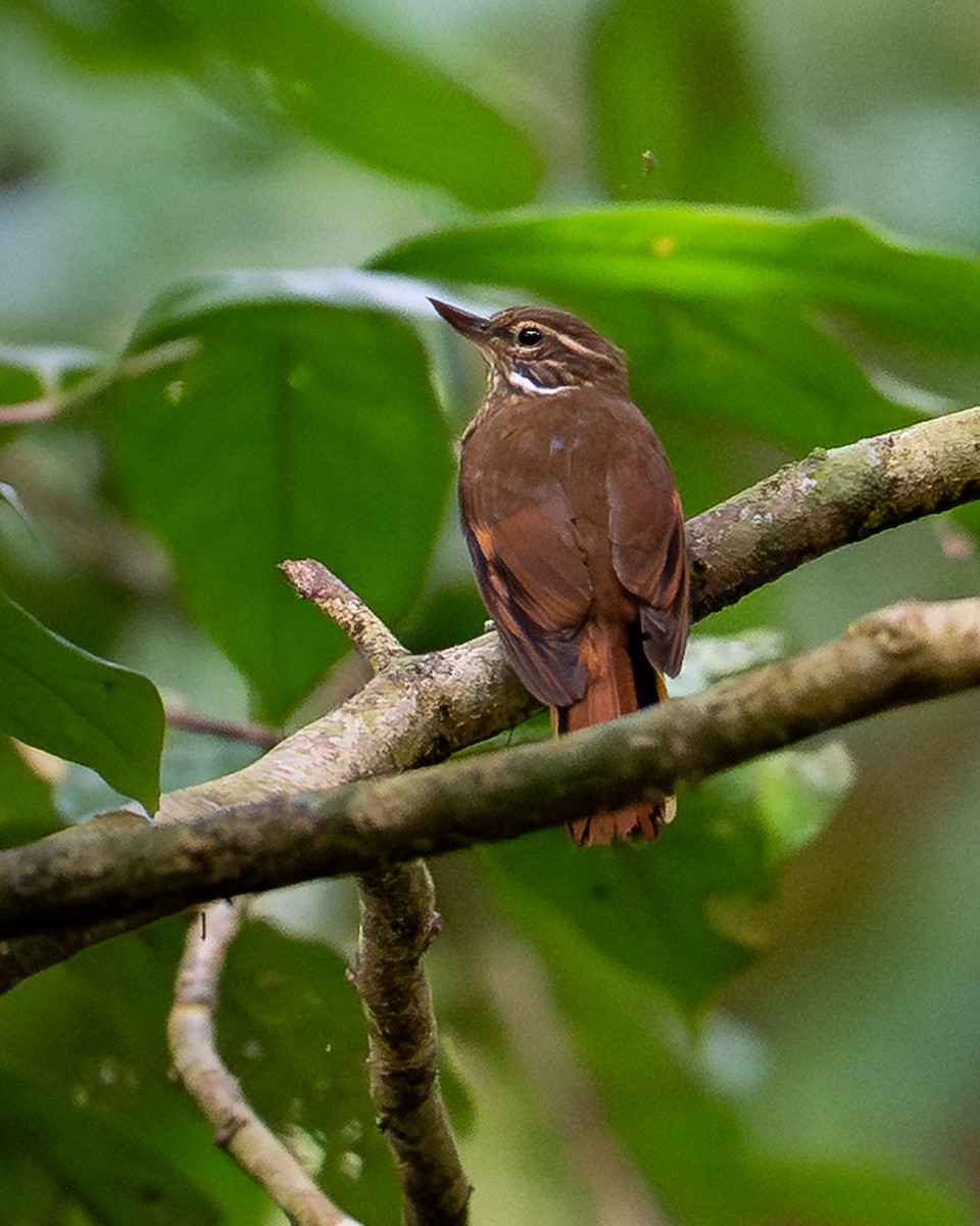 Amazonian Plain-Xenops - ML643754891