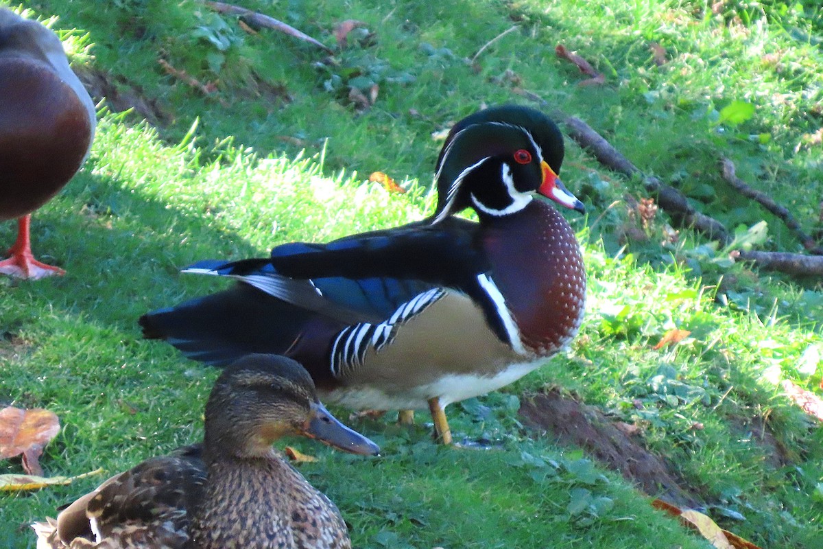 Wood Duck - ML643754892
