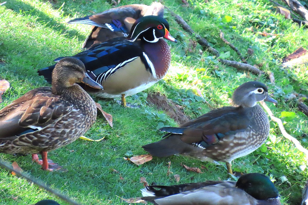 Wood Duck - ML643754893