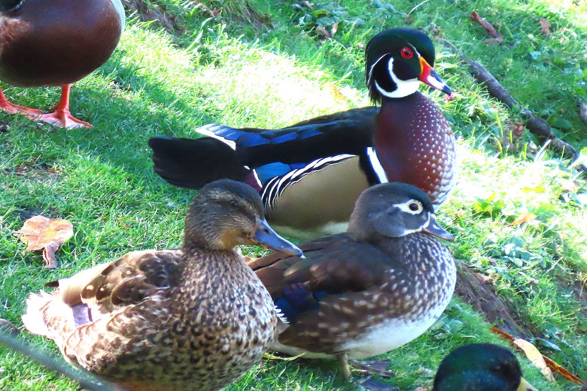 Wood Duck - ML643754894
