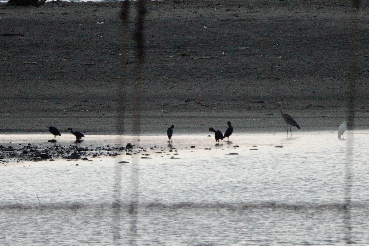 Pacific Reef-Heron - ML643754895