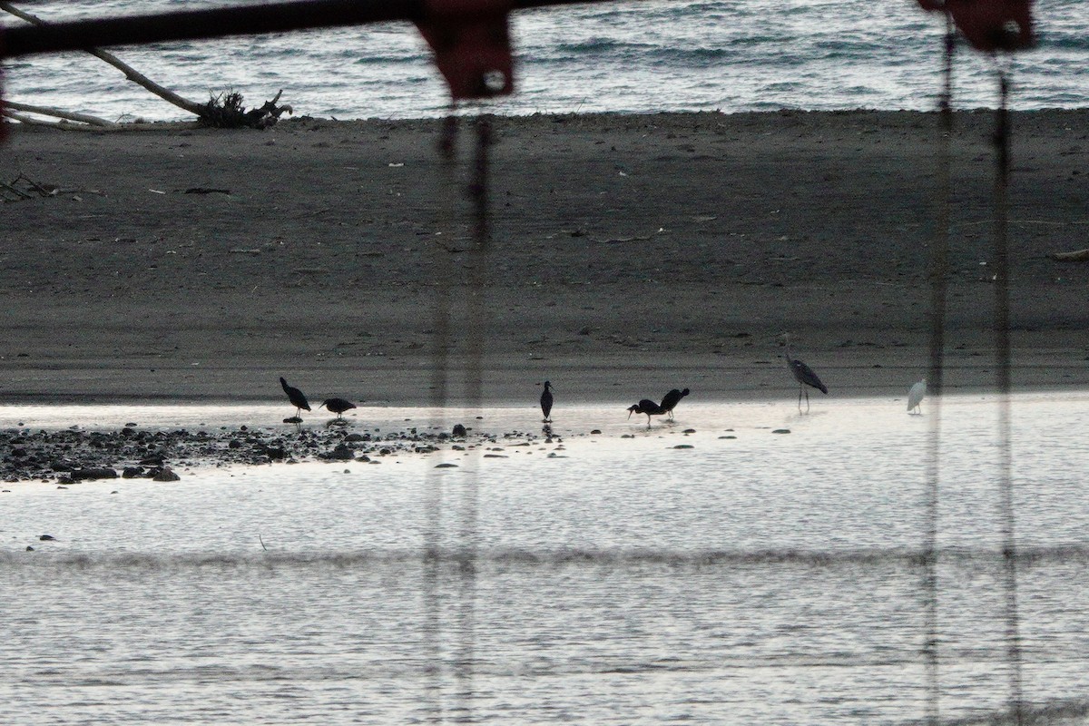 Pacific Reef-Heron - ML643754896