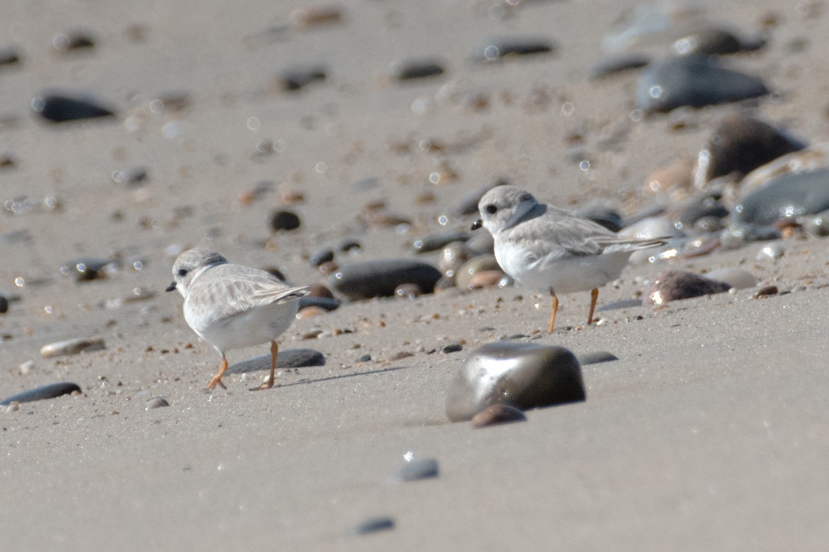 Piping Plover - ML643754897