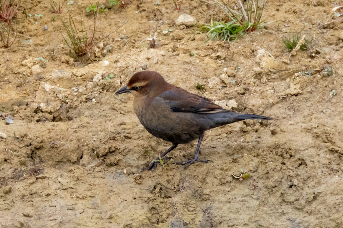 Rusty Blackbird - ML643754900