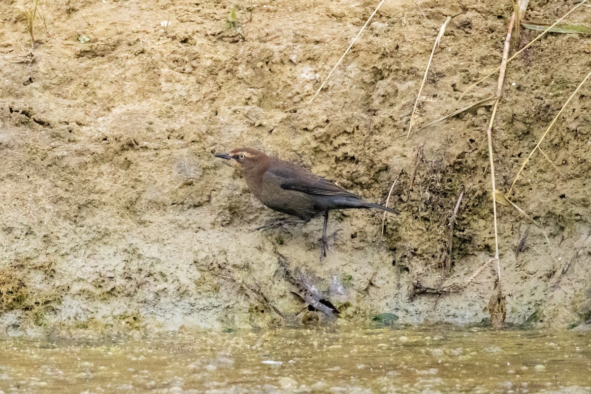 Rusty Blackbird - ML643754903