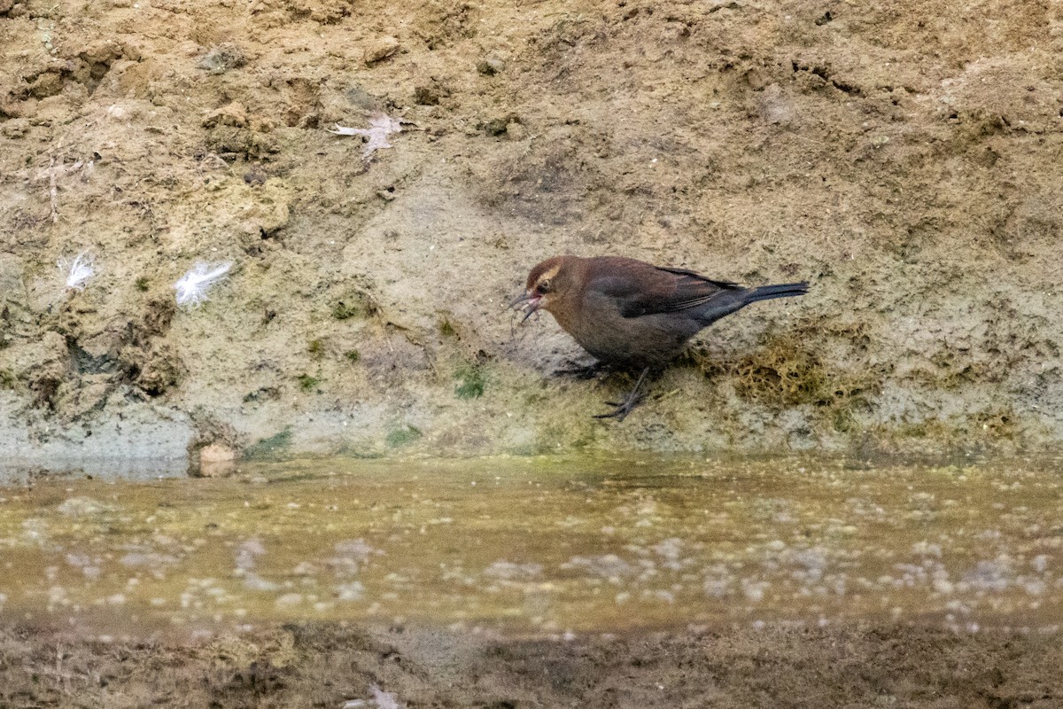Rusty Blackbird - ML643754904