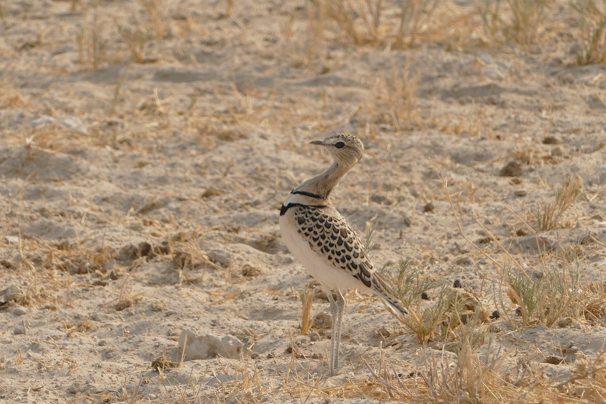 Double-banded Courser - ML643754945