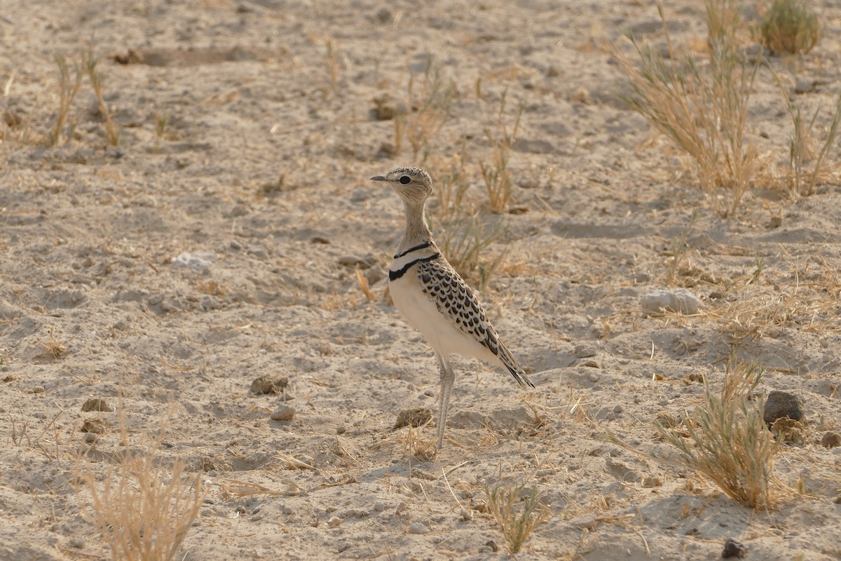 Double-banded Courser - ML643754946