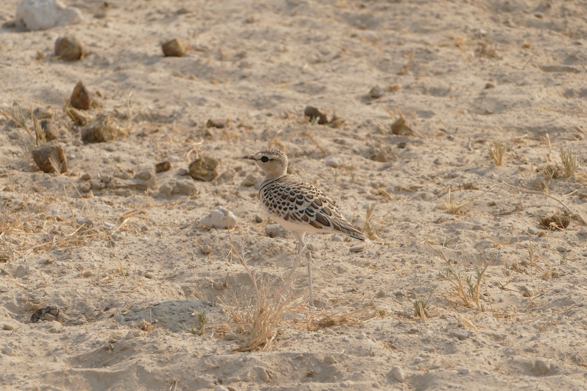 Double-banded Courser - ML643754947