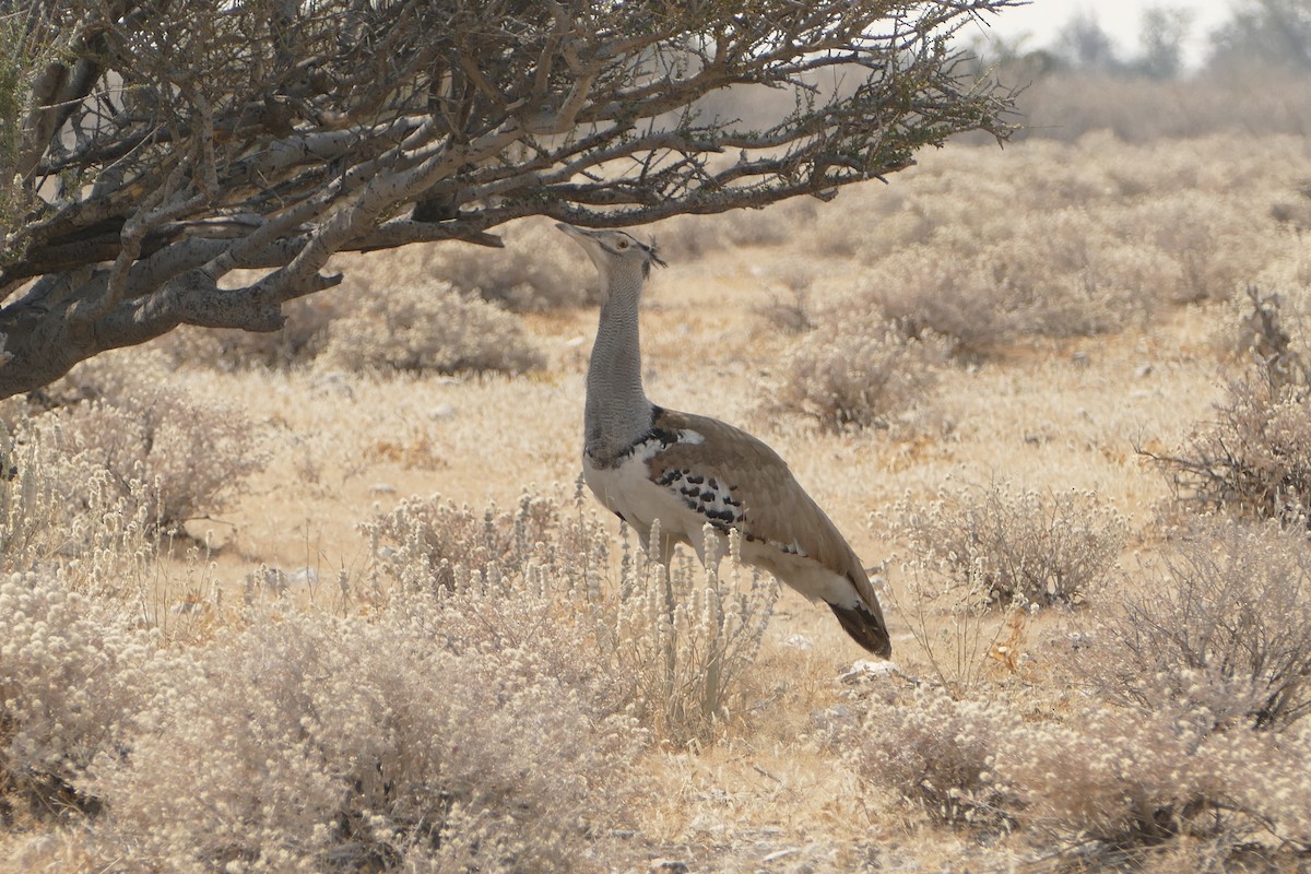 Kori Bustard - ML643754962