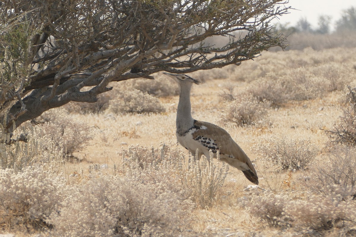 Kori Bustard - ML643754963