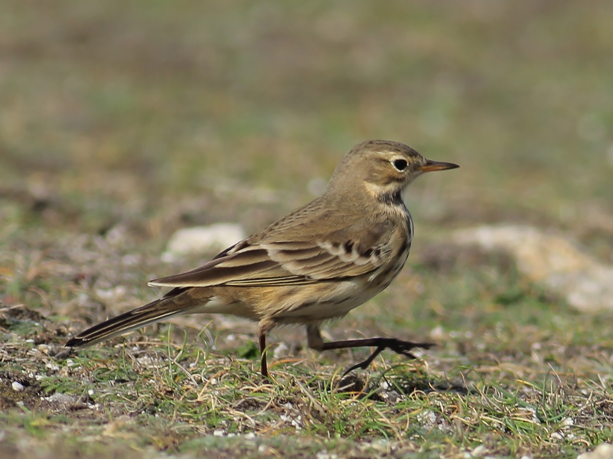 Pipit d'Amérique - ML643754980