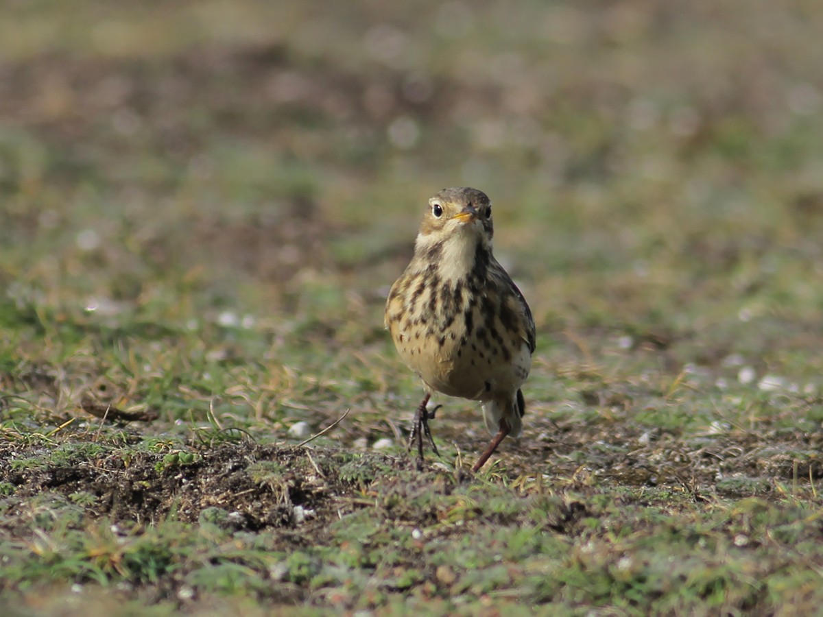 Pipit d'Amérique - ML643754981